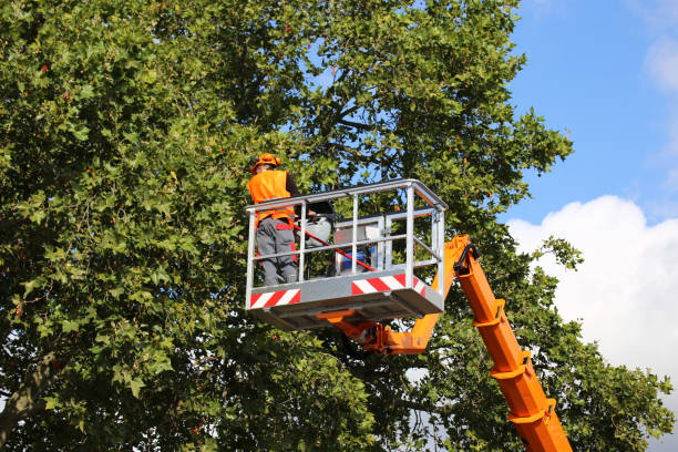 How Our Tree Care Process Works  in Sky Valley, CA